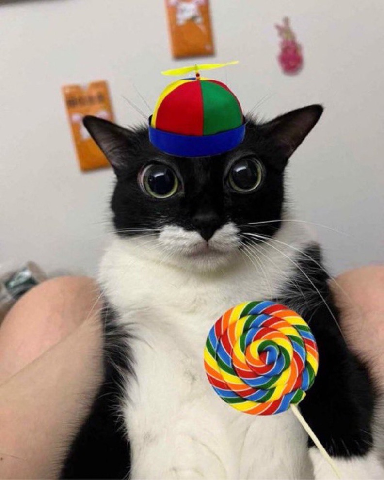 Cat Picture